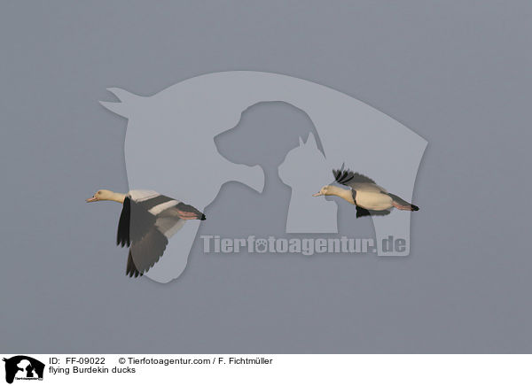 fliegende Radjahgnse / flying Burdekin ducks / FF-09022