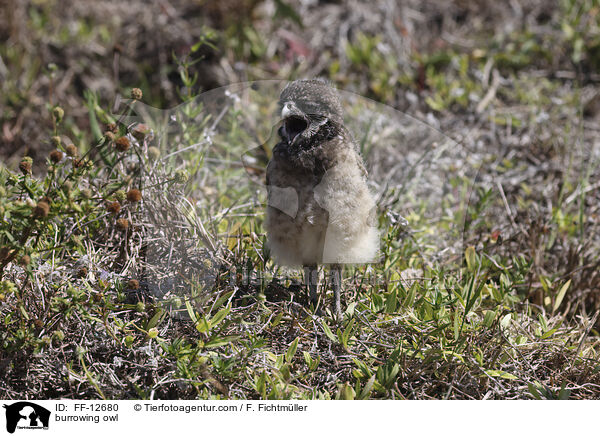 Kaninchenkauz / burrowing owl / FF-12680