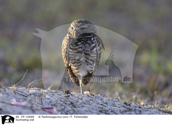 Kaninchenkauz / burrowing owl / FF-12698