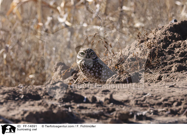 burrowing owl / FF-14691