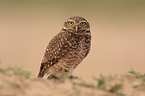 burrowing owl