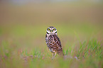 burrowing owl