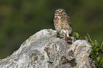 burrowing owl