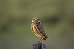 Burrowing Owl
