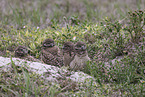burrowing owl