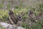burrowing owl