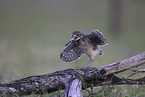 burrowing owl