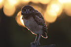 burrowing owl