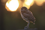 burrowing owl