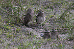 burrowing owl