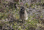 burrowing owl