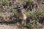 burrowing owl