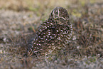 burrowing owl