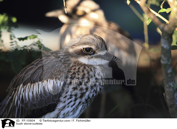 Langschwanztriele / bush stone-curlews / FF-10904
