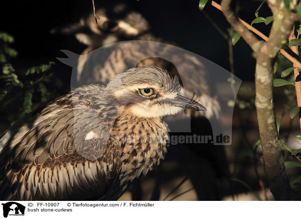 Langschwanztriele / bush stone-curlews / FF-10907