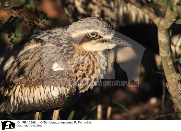 Langschwanztriel / bush stone-curlew / FF-10908