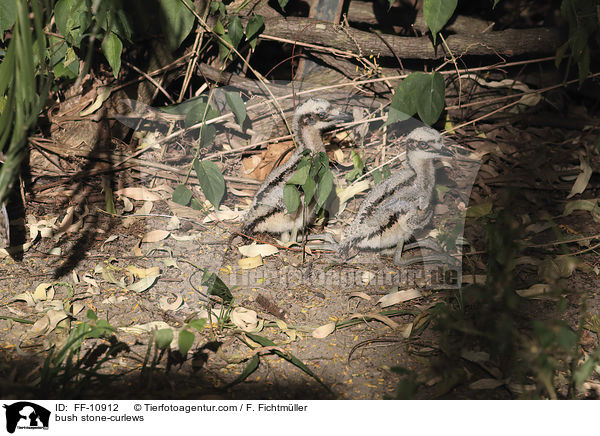 Langschwanztriele / bush stone-curlews / FF-10912
