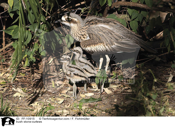 Langschwanztriele / bush stone-curlews / FF-10915
