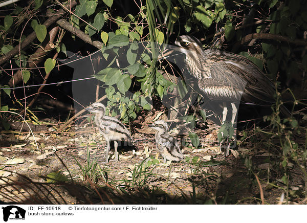 Langschwanztriele / bush stone-curlews / FF-10918