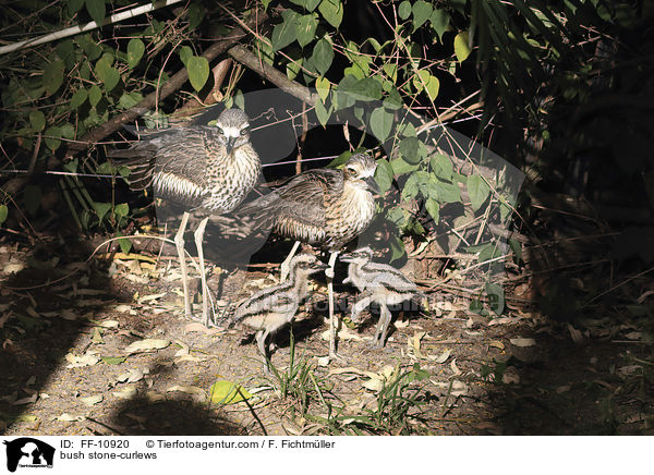 Langschwanztriele / bush stone-curlews / FF-10920