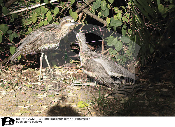 Langschwanztriele / bush stone-curlews / FF-10922