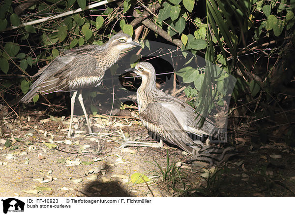 Langschwanztriele / bush stone-curlews / FF-10923