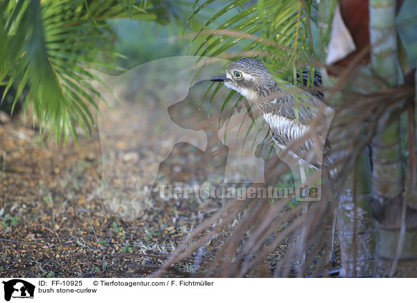 Langschwanztriel / bush stone-curlew / FF-10925