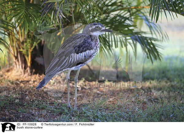 Langschwanztriel / bush stone-curlew / FF-10928