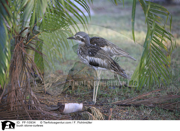 Langschwanztriele / bush stone-curlews / FF-10934