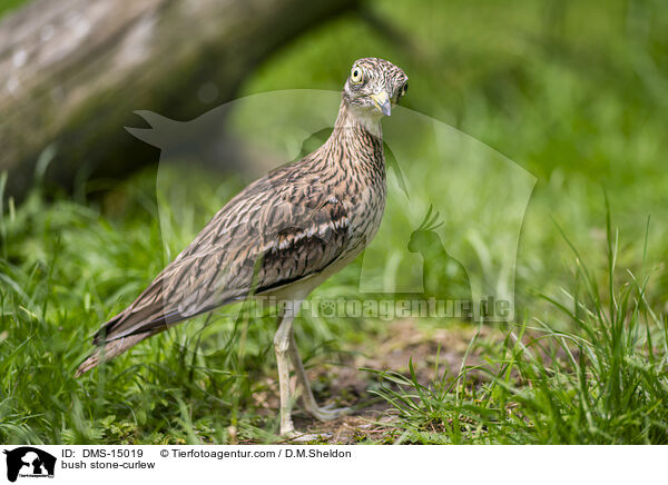 Langschwanztriele / bush stone-curlew / DMS-15019