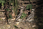 bush stone-curlews
