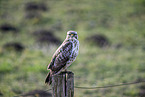 Buzzard sitting on stake