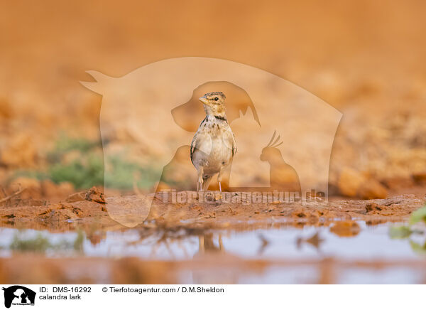Kalanderlerche / calandra lark / DMS-16292