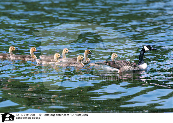 Kanadagans / canadensis goose / DV-01098