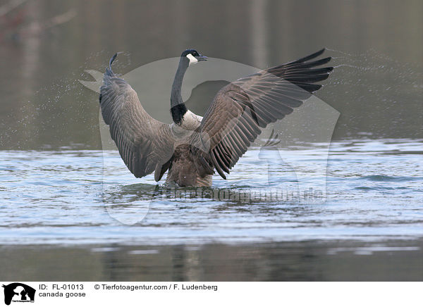 Kanadagans / canada goose / FL-01013