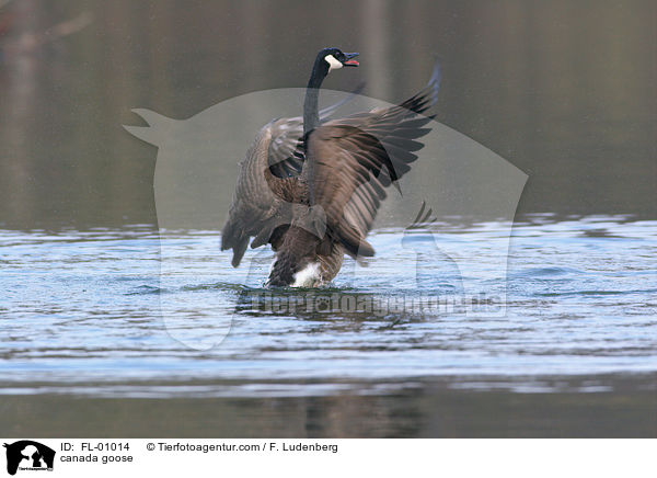 Kanadagans / canada goose / FL-01014