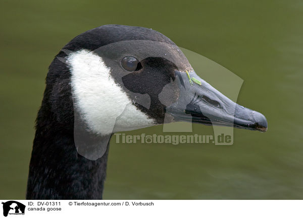 Kandagans im Portrait / canada goose / DV-01311