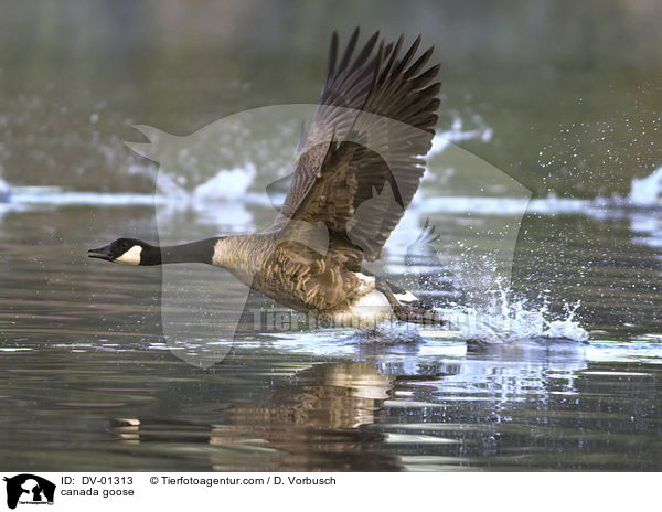 canada goose / DV-01313