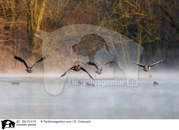 Kanadagans / canada geese / DV-01315
