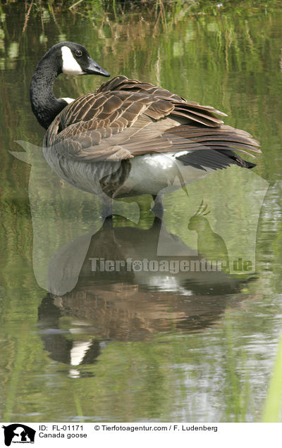 Canada goose / FL-01171