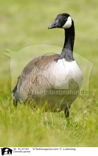 Canada goose / FL-01181