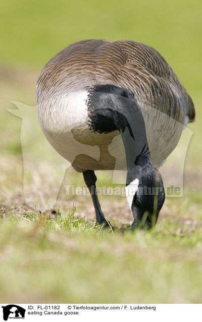 Kanadagans beim fressen / eating Canada goose / FL-01182