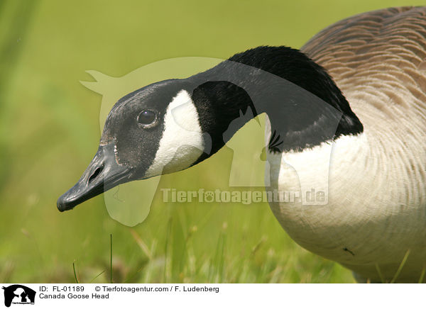 Kanadagans Portrait / Canada Goose Head / FL-01189