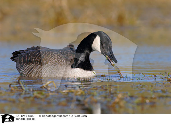 Kanadagans / canada goose / DV-01509