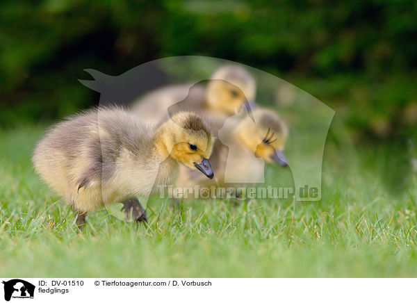 Kken / fledglings / DV-01510