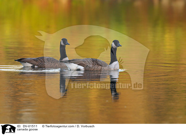 Kanadagnse / canada goose / DV-01511