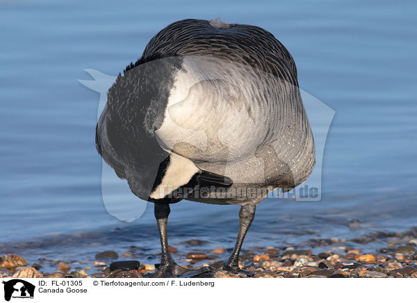 Canada Goose / FL-01305