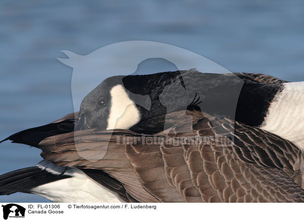 Canada Goose / FL-01306