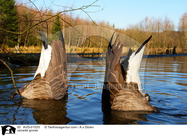 Kanadagans / canada goose / AVD-01525