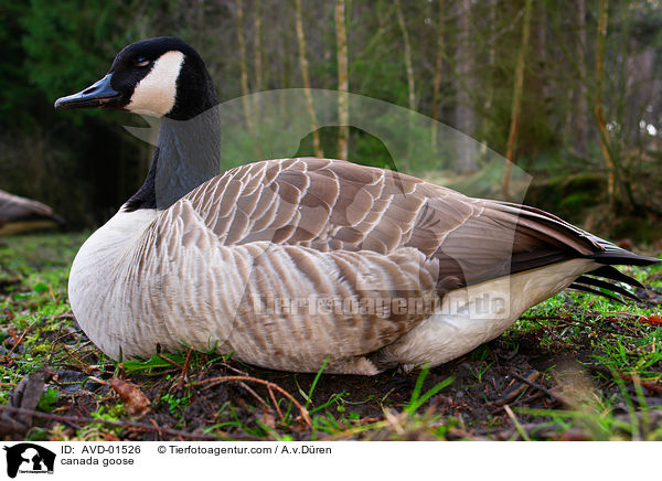 Kanadagans / canada goose / AVD-01526